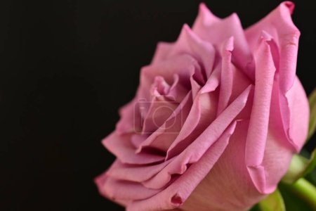 Foto de Un primer plano de una flor de rosa brillante - Imagen libre de derechos