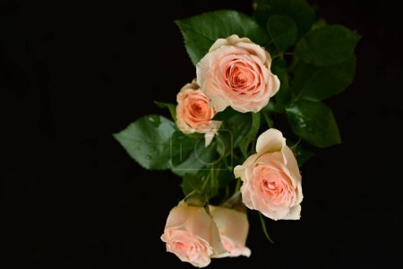 Foto de Rosas rosadas con fondo negro - Imagen libre de derechos