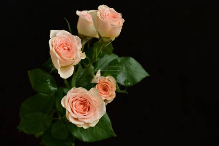 Photo for Pink bright roses,  flowers. studio shot - Royalty Free Image