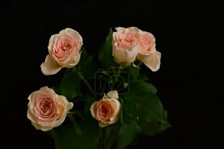 Foto de Un primer plano de rosas brillantes, flores. plano de estudio - Imagen libre de derechos