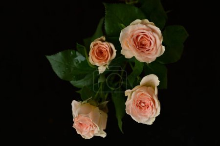 Téléchargez les photos : Un gros plan de roses vives, de fleurs. plan studio - en image libre de droit
