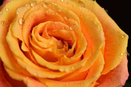 Téléchargez les photos : Un gros plan d'une fleur de rose - en image libre de droit
