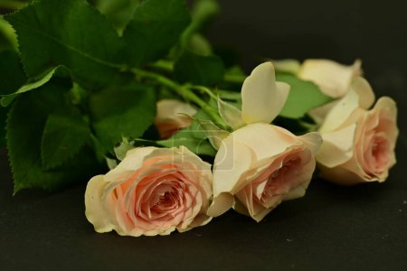 Foto de Rosas rosadas brillantes, flores. plano de estudio - Imagen libre de derechos