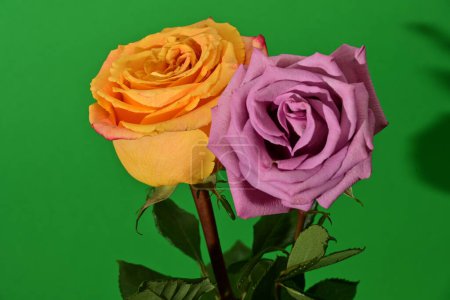 Téléchargez les photos : Roses vives, fleurs. plan studio - en image libre de droit