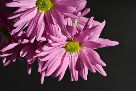 Téléchargez les photos : Gros plan de fleurs sur noir - en image libre de droit
