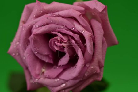 Foto de Flor de rosa brillante. plano de estudio - Imagen libre de derechos