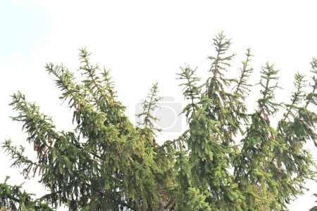 Foto de Ramas de pino verde, vista de cerca - Imagen libre de derechos