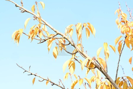 Téléchargez les photos : Feuilles jaunes d'automne sur fond ciel - en image libre de droit