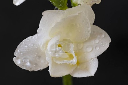 Téléchargez les photos : Fleurs de lys blanc sur fond noir - en image libre de droit