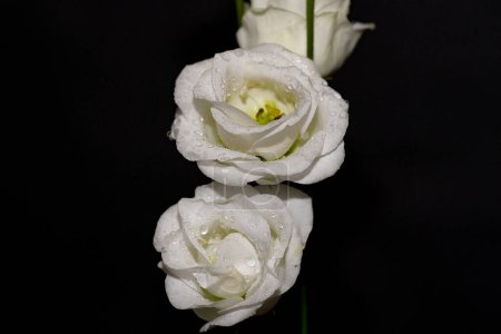 Téléchargez les photos : Belles fleurs blanches, vue rapprochée - en image libre de droit