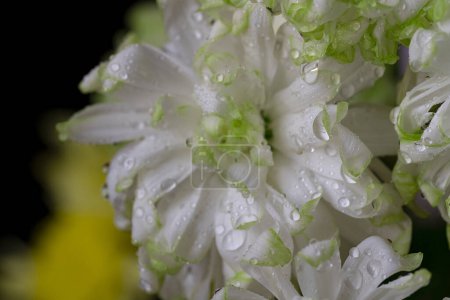 Foto de Crisantemo con gotas, de cerca - Imagen libre de derechos