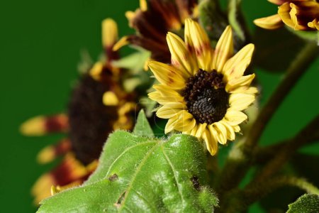 Téléchargez les photos : Belles fleurs jaunes, vue rapprochée - en image libre de droit