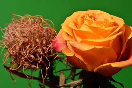 Téléchargez les photos : Vue rapprochée de belle rose avec fleur de protéa séchée sur fond vert - en image libre de droit