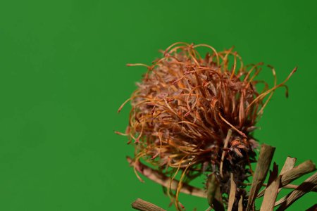Téléchargez les photos : Vue rapprochée de belle fleur de protéa séchée - en image libre de droit