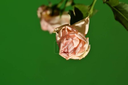 Téléchargez les photos : Bouquet de roses blanches sur fond vert. - en image libre de droit