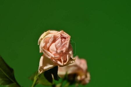 Foto de Ramo de rosas blancas sobre un fondo verde. - Imagen libre de derechos