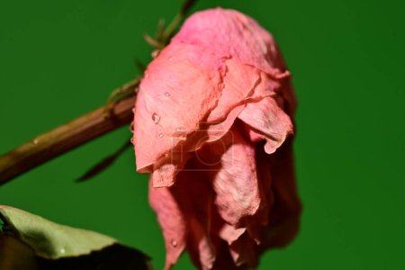 Foto de Marchitarse, flor de rosa seca sobre fondo aislado - Imagen libre de derechos