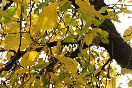Téléchargez les photos : Feuilles d'automne sur fond de ciel - en image libre de droit