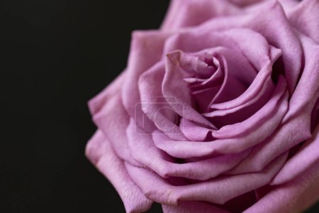 Photo for Beautiful pink rose on dark background, summer concept, close view - Royalty Free Image
