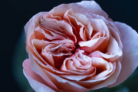 Photo for Beautiful pink rose on dark background, summer concept, close view - Royalty Free Image