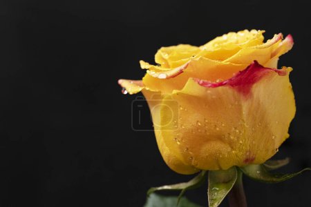 Photo for Beautiful yellow rose on dark background, summer concept, close view - Royalty Free Image