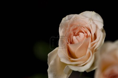 Photo for Beautiful  rose on isolated background - Royalty Free Image