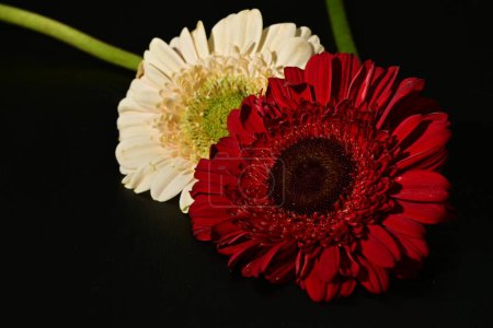 Foto de Primer plano de hermosas flores de gerberas sobre fondo negro - Imagen libre de derechos