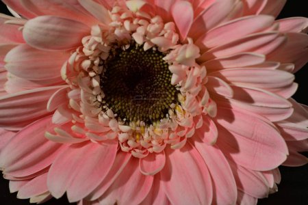 Téléchargez les photos : Close up of beautiful gerbera  flower on black background - en image libre de droit