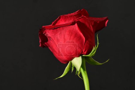 Foto de Close up of beautiful rose   flower on dark  background - Imagen libre de derechos