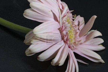 Foto de Close up of beautiful gerbera  flower on black background - Imagen libre de derechos