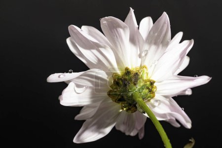 Téléchargez les photos : Gros plan de belle fleur sur fond noir - en image libre de droit