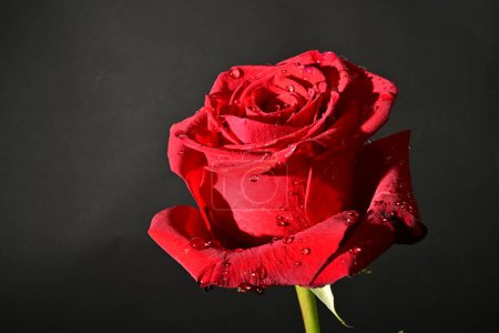 Téléchargez les photos : Close up of beautiful rose   flower on dark  background - en image libre de droit