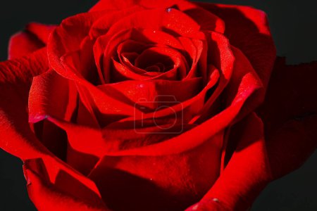 Foto de Primer plano de hermosa flor de rosa sobre fondo negro - Imagen libre de derechos