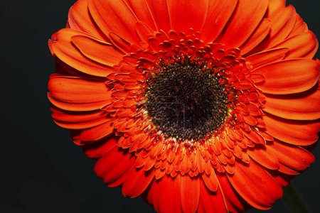 Téléchargez les photos : Close up of beautiful gerbera  flower on black background - en image libre de droit