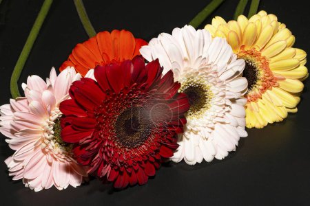 Téléchargez les photos : Gros plan de belles fleurs de gerbera sur fond noir - en image libre de droit