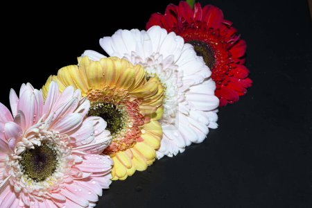 Photo for Close up of beautiful gerbera  flowers on black background - Royalty Free Image