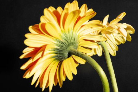 Foto de Primer plano de hermosas flores de gerberas sobre fondo negro - Imagen libre de derechos