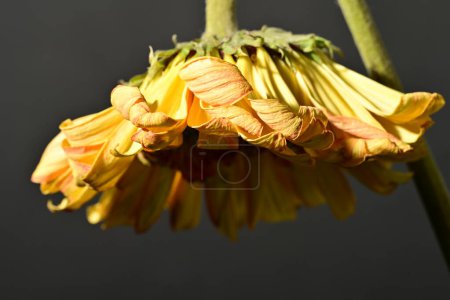 Téléchargez les photos : Close up of beautiful gerbera  flower on dark background - en image libre de droit