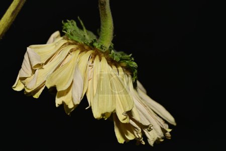 Téléchargez les photos : Flétrir, fleur sèche sur fond isolé - en image libre de droit