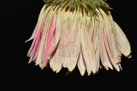 Photo for Wither, dry flower on isolated background - Royalty Free Image