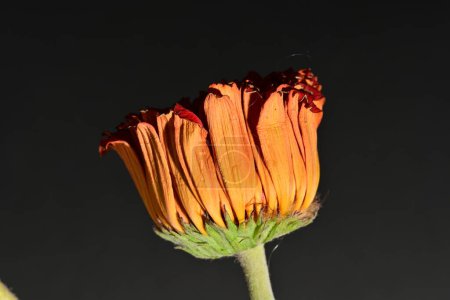 Photo for Wither, dry flower on isolated background - Royalty Free Image