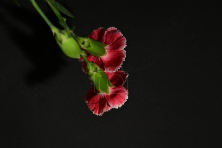 Foto de Primer plano de hermosas flores de clavel sobre fondo oscuro - Imagen libre de derechos