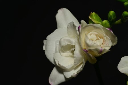 Foto de Primer plano de hermosas flores sobre fondo negro - Imagen libre de derechos
