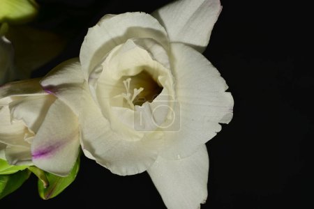 Téléchargez les photos : Gros plan de belles fleurs sur fond noir - en image libre de droit