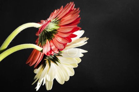 Téléchargez les photos : Gros plan de belles fleurs de gerbera sur fond noir - en image libre de droit