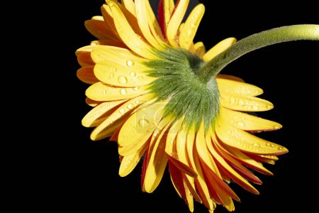 Foto de Close up of beautiful gerbera  flower on dark background - Imagen libre de derechos