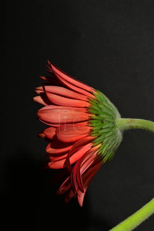 Téléchargez les photos : Close up of beautiful gerbera  flower on dark background - en image libre de droit