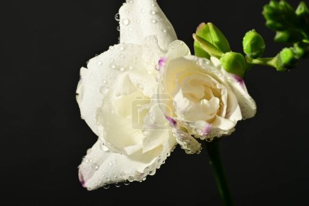 Photo for Close up of beautiful  flowers on black background - Royalty Free Image