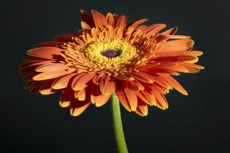 Photo for Close up of beautiful gerbera  flower on dark background - Royalty Free Image