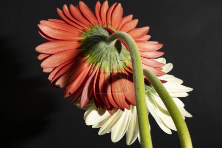 Foto de Primer plano de hermosas flores sobre fondo negro - Imagen libre de derechos
